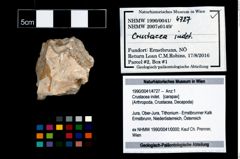 Foto (Objekt + Etikett) von Crustacea indet.  (NHMW-GEO-1990-0041-4727)